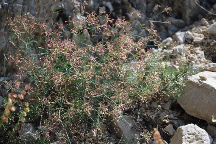 Asperula aristata  / Stellina longiflora